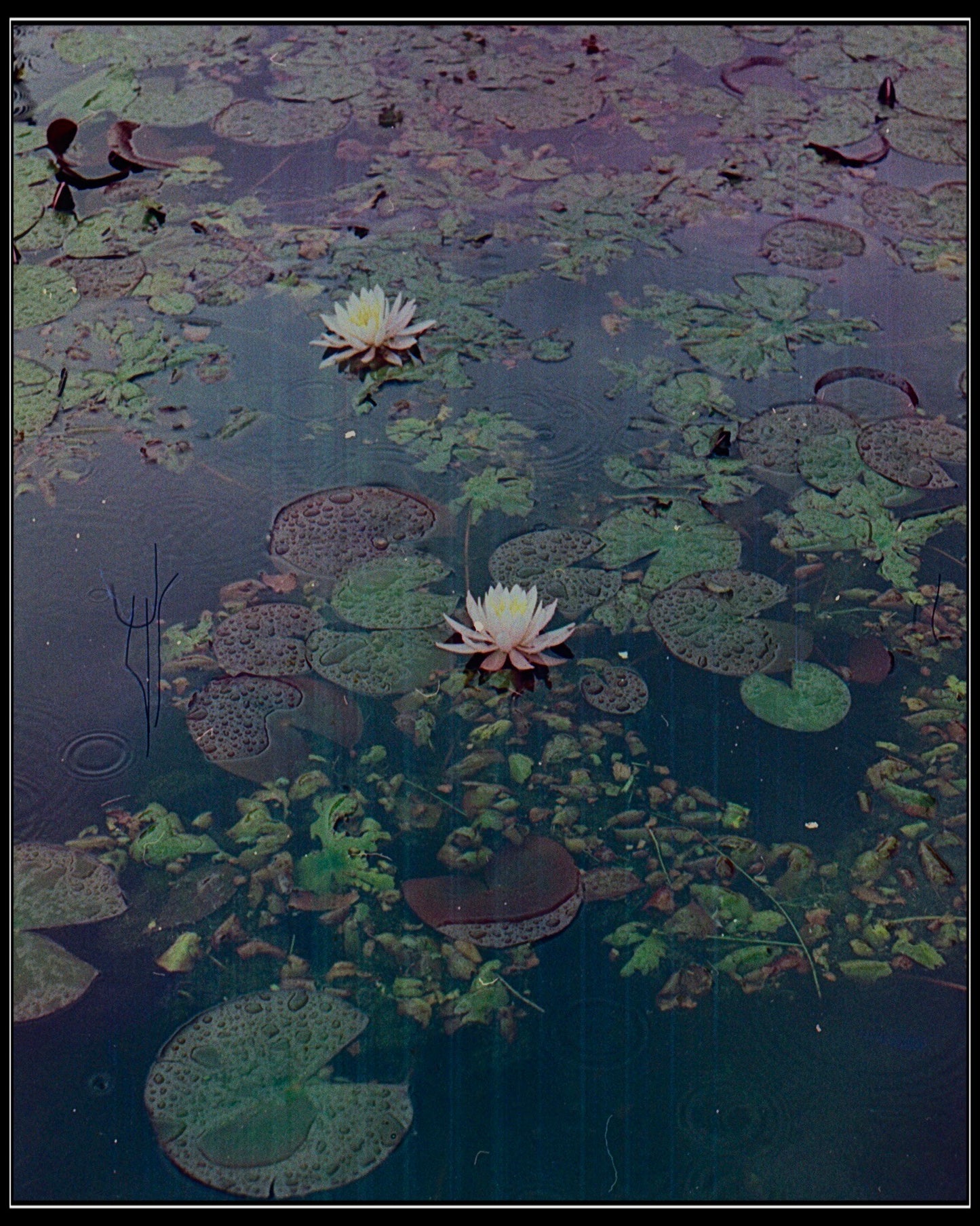 Water Lilies